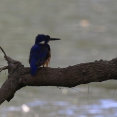 Ceyx azureus at Coree, ACT - 2 Feb 2023