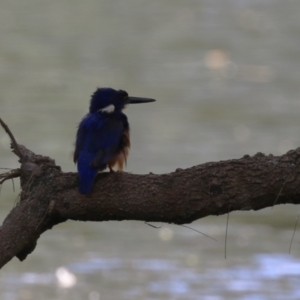 Ceyx azureus at Coree, ACT - 2 Feb 2023 12:47 PM