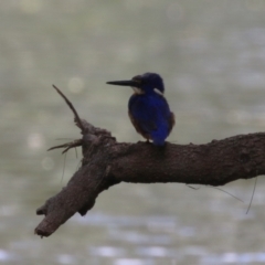 Ceyx azureus at Coree, ACT - 2 Feb 2023 12:47 PM