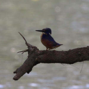 Ceyx azureus at Coree, ACT - 2 Feb 2023