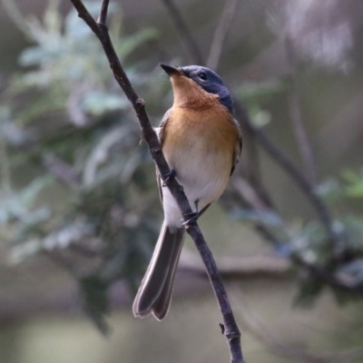 Myiagra rubecula (Leaden Flycatcher) at Paddys River, ACT - 2 Feb 2023 by RodDeb