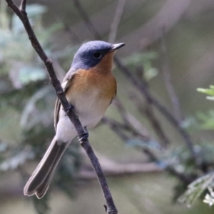 Myiagra rubecula at Paddys River, ACT - 2 Feb 2023 01:13 PM