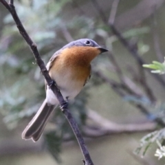 Myiagra rubecula at Paddys River, ACT - 2 Feb 2023 01:13 PM