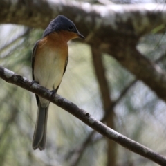 Myiagra rubecula at Paddys River, ACT - 2 Feb 2023 01:13 PM