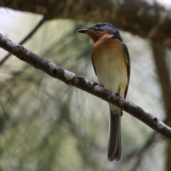 Myiagra rubecula at Paddys River, ACT - 2 Feb 2023