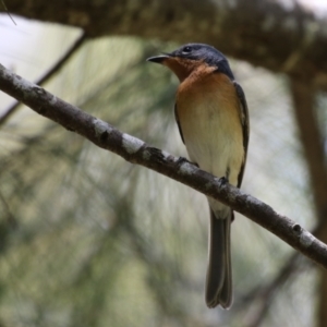 Myiagra rubecula at Paddys River, ACT - 2 Feb 2023 01:13 PM