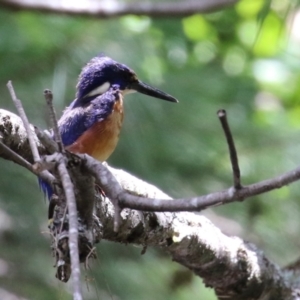 Ceyx azureus at Coree, ACT - 2 Feb 2023