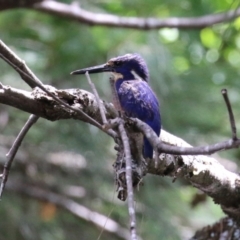 Ceyx azureus at Coree, ACT - 2 Feb 2023