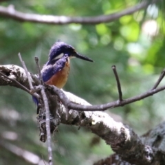 Ceyx azureus at Coree, ACT - 2 Feb 2023