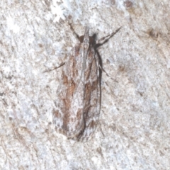 Scoparia favilliferella (A Pyralid moth) at Namadgi National Park - 1 Feb 2023 by Harrisi
