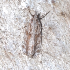 Scoparia favilliferella (A Pyralid moth) at Cotter River, ACT - 1 Feb 2023 by Harrisi