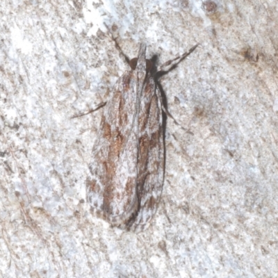 Scoparia favilliferella (A Pyralid moth) at Namadgi National Park - 1 Feb 2023 by Harrisi