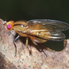 Sapromyza fuscocostata (A lauxid fly) at Brindabella, ACT - 1 Feb 2023 by Harrisi