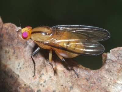 Sapromyza fuscocostata (A lauxid fly) at Brindabella, ACT - 1 Feb 2023 by Harrisi