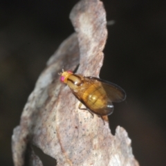 Sapromyza fuscocostata at Brindabella, ACT - 1 Feb 2023