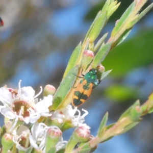 Castiarina hilaris at Uriarra, NSW - 1 Feb 2023 03:59 PM