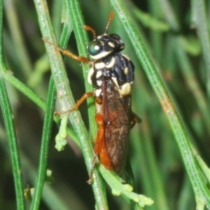 Pergagrapta bella at Uriarra, NSW - 1 Feb 2023