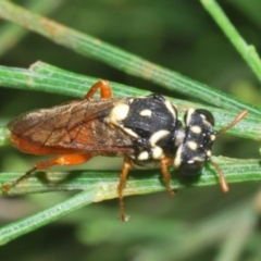 Pergagrapta bella at Uriarra, NSW - 1 Feb 2023 04:07 PM