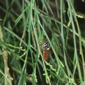 Pergagrapta bella at Uriarra, NSW - 1 Feb 2023