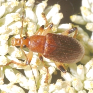 Lepturidea rubra at Cotter River, ACT - 1 Feb 2023