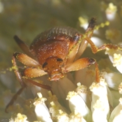 Lepturidea rubra at Cotter River, ACT - 1 Feb 2023