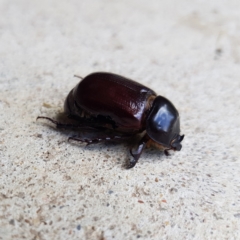 Dasygnathus sp. (genus) (Rhinoceros beetle) at Kambah, ACT - 2 Feb 2023 by MatthewFrawley