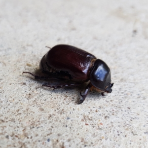 Dasygnathus sp. (genus) at Kambah, ACT - 2 Feb 2023 11:50 AM