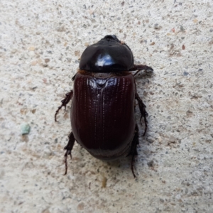 Dasygnathus sp. (genus) at Kambah, ACT - 2 Feb 2023 11:50 AM