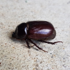 Dasygnathus sp. (genus) at Kambah, ACT - 2 Feb 2023