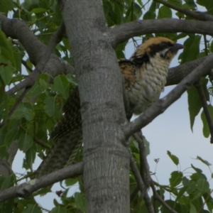 Eudynamys orientalis at Queanbeyan, NSW - 31 Jan 2023