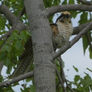 Eudynamys orientalis at Queanbeyan, NSW - 31 Jan 2023