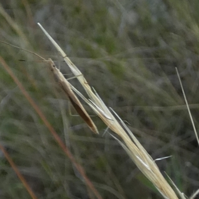 Mutusca brevicornis (A broad-headed bug) at Borough, NSW - 31 Jan 2023 by Paul4K