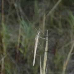 Mutusca brevicornis at Borough, NSW - 31 Jan 2023