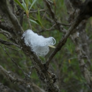 Callococcus acaciae at Borough, NSW - 31 Jan 2023