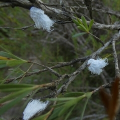 Callococcus acaciae at Borough, NSW - 31 Jan 2023