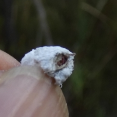 Callococcus acaciae at Borough, NSW - 31 Jan 2023