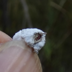 Callococcus acaciae at Borough, NSW - 31 Jan 2023