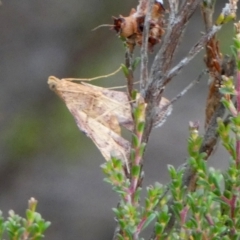 Endotricha pyrosalis (A Pyralid moth) at Boro - 31 Jan 2023 by Paul4K