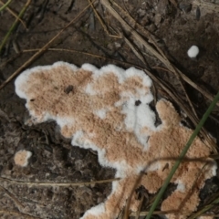 Chromelosporium/Ostracoderma sp. at Borough, NSW - 1 Feb 2023