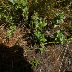 Gratiola peruviana (Australian Brooklime) at Borough, NSW - 31 Jan 2023 by Paul4K