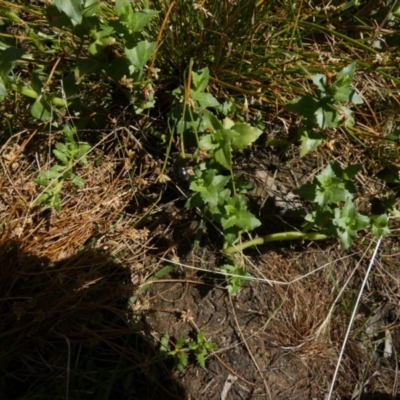 Gratiola peruviana (Australian Brooklime) at Boro - 31 Jan 2023 by Paul4K