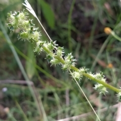 Acaena x ovina (Sheep's Burr) at Fadden, ACT - 2 Feb 2023 by KumikoCallaway