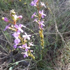 Stylidium graminifolium (grass triggerplant) at Borough, NSW - 2 Feb 2023 by Paul4K