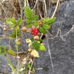 Rubus parvifolius (Native Raspberry) at Fadden, ACT - 2 Feb 2023 by KumikoCallaway