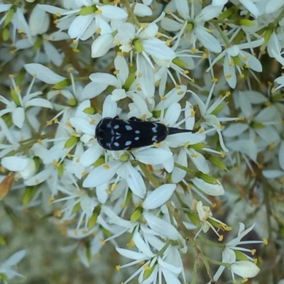 Mordella dumbrelli (Dumbrell's Pintail Beetle) at Paddys River, ACT - 1 Feb 2023 by MichaelBedingfield