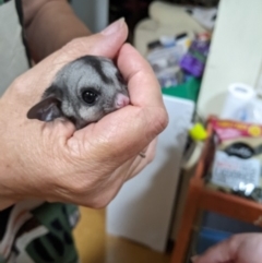 Petaurus notatus (Krefft’s Glider, Sugar Glider) at Turner, ACT - 1 Feb 2023 by JenEd