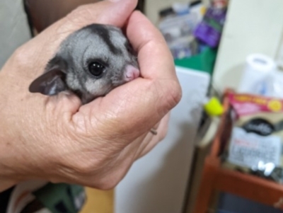 Petaurus notatus (Krefft’s Glider, formerly Sugar Glider) at Turner, ACT - 1 Feb 2023 by JenEd