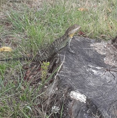 Intellagama lesueurii howittii (Gippsland Water Dragon) at Sullivans Creek, Acton - 2 Feb 2023 by JenEd