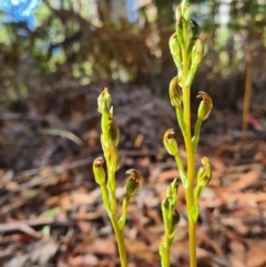 Speculantha multiflora (Tall Tiny Greenhood) at Namadgi National Park - 31 Jan 2023 by LukeMcElhinney