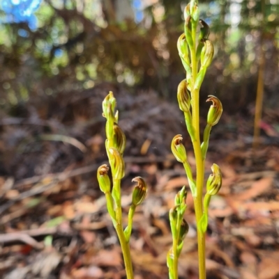 Speculantha multiflora (Tall Tiny Greenhood) at Namadgi National Park - 31 Jan 2023 by LukeMcElhinney